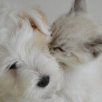 DISSABTES FAMILIARS: “Besos”