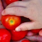 CREA... ACCIÓ!: “Un huerto en familia”