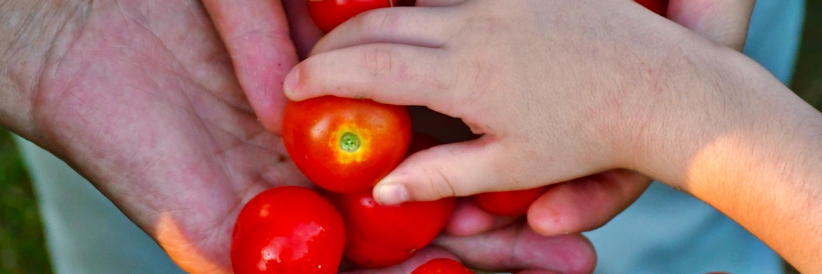 Crea... acció!: Fem un hort en família